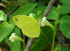Eurema hecabe solifera