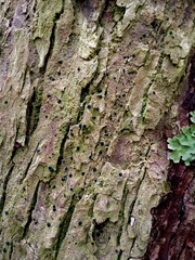 Bacidia schweinitzii