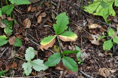 Potentilla freyniana