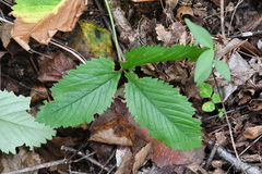 Potentilla freyniana