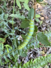 Ormiscodes amphimone