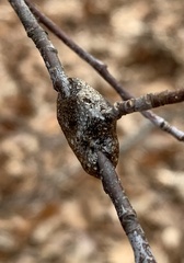 Malacosoma americana