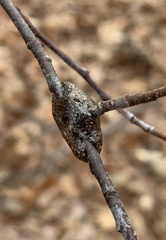 Malacosoma americana