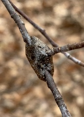 Malacosoma americana