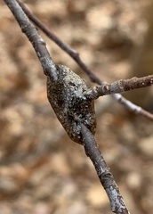 Malacosoma americana
