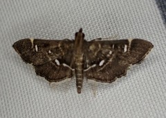 Diathrausta reconditalis