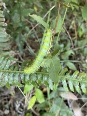 Ormiscodes amphimone