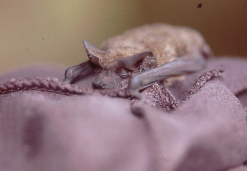 Mexican Free-tailed Bat, Park Dr, Sittingbourne, England, GB, photo 9 of 10