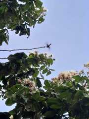 Campylopterus ensipennis