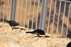 Onychognathus tristramii