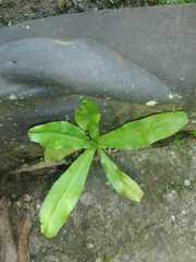 Eryngium foetidum