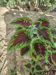 Coleus scutellarioides