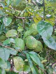 Citrus × taitensis