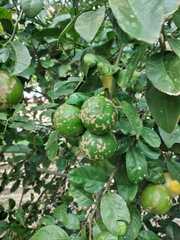 Citrus × latifolia