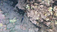 Grapsus adscensionis