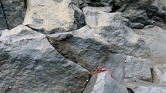 Grapsus adscensionis