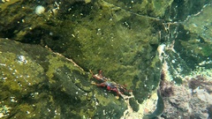 Grapsus adscensionis