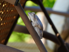 Chiromantis xerampelina