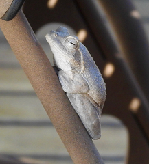 Chiromantis xerampelina