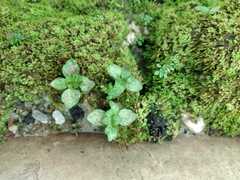 Rhizomnium punctatum