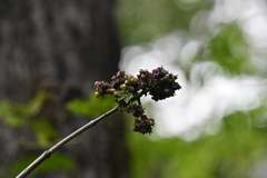 Eleutherococcus sessiliflorus