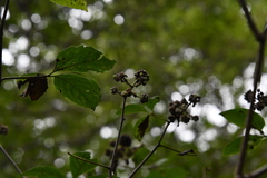 Eleutherococcus sessiliflorus