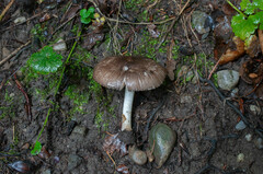 Pluteus ephebeus