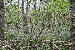 Eleutherococcus sessiliflorus