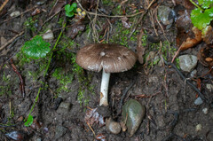 Pluteus ephebeus