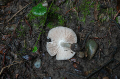 Pluteus ephebeus