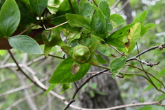 Codonopsis lanceolata