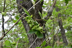 Codonopsis lanceolata