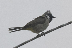 Pycnonotus leucogenys