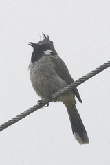 Pycnonotus leucogenys