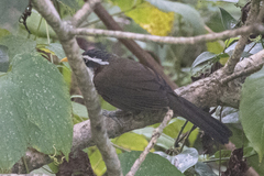 Pomatorhinus schisticeps