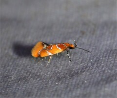 Epicallima argenticinctella