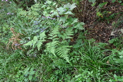 Pteridium latiusculum japonicum