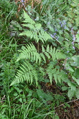 Pteridium latiusculum japonicum