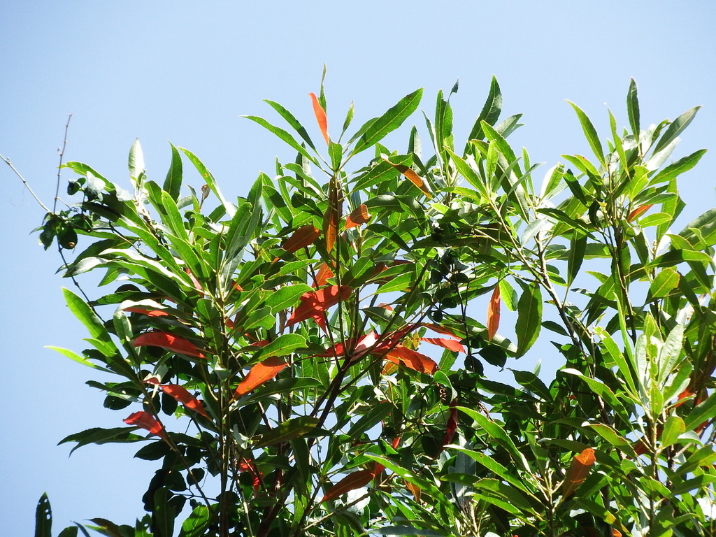 Common Elaeocarpus