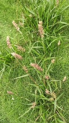 Cenchrus echinatus