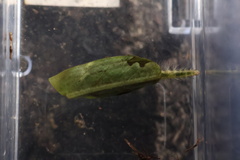 Parapoynx fluctuosalis