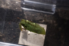 Parapoynx fluctuosalis