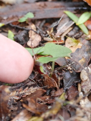 Corybas hypogaeus