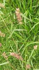 Cenchrus echinatus