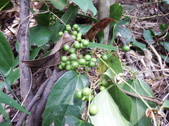 Smilax ocreata