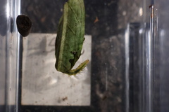 Parapoynx fluctuosalis