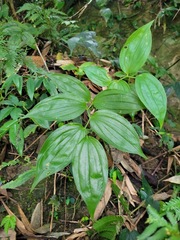 Disporum kawakamii