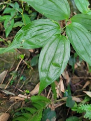 Disporum kawakamii