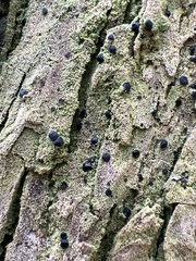 Bacidia schweinitzii