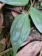 Disporum kawakamii